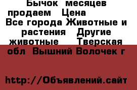 Бычок 6месяцев продаем › Цена ­ 20 000 - Все города Животные и растения » Другие животные   . Тверская обл.,Вышний Волочек г.